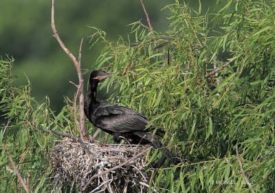 Neotropic Cormorant