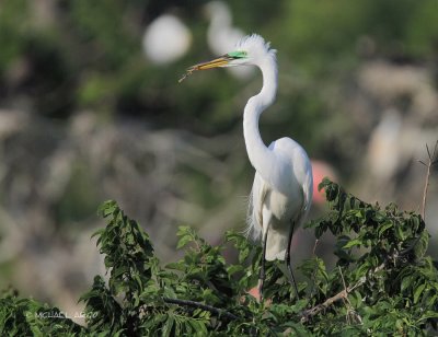 Great Egret