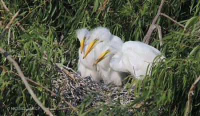 Great Egret Chicks