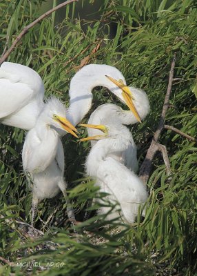 Great Egrets