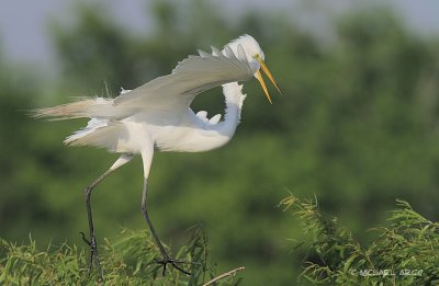Great Egret