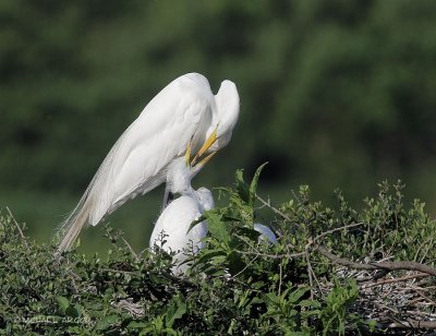 Great Egrets
