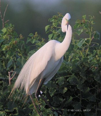 Great Egret