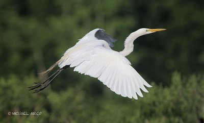 Great Egret