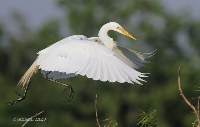 Great Egret