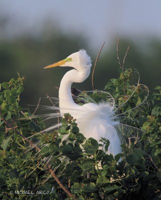 Great Egret