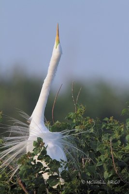 Great Egret