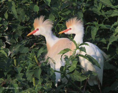 Cattle Egrets
