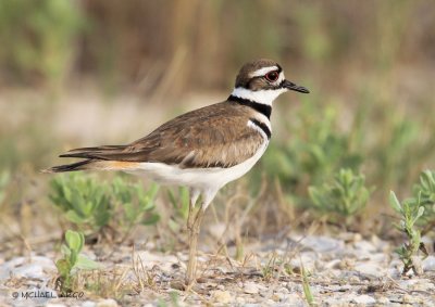 Killdeer