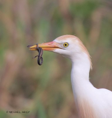 Cattle Egret