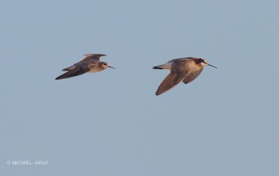 Wilsons Phalarope