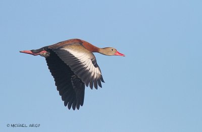 Black-bellied Whistling Duck
