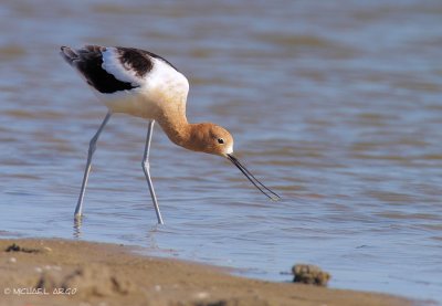 American Avocet