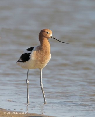 American Avocet