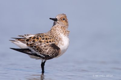 Sanderling