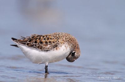 Sanderling