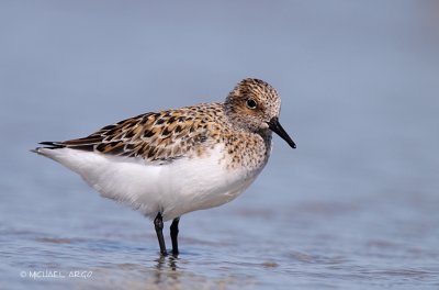 Sanderling