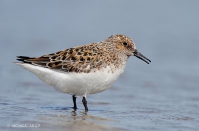 Sanderling