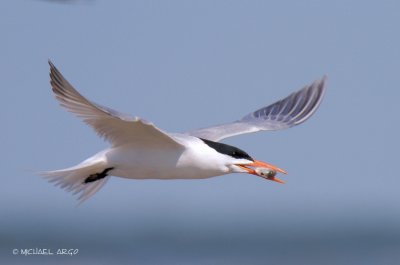 Royal Tern
