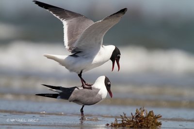 Laughing Gulls