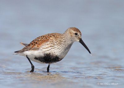 Dunlin