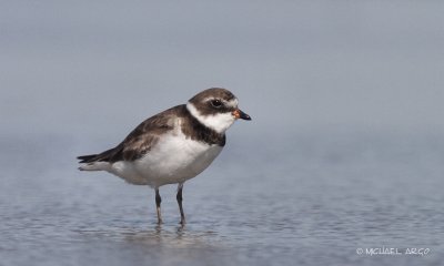 Semipalmated Plover