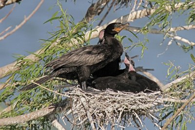 Neotropic Cormorants