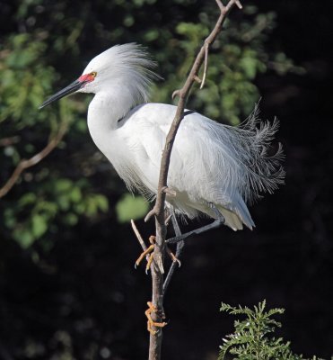 Snowy Egret