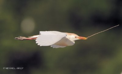 Cattle Egret