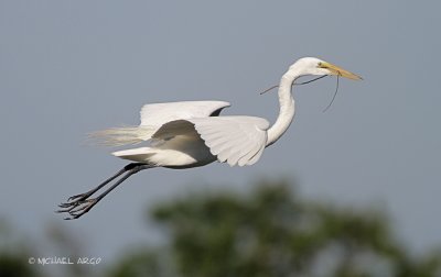 Great Egret