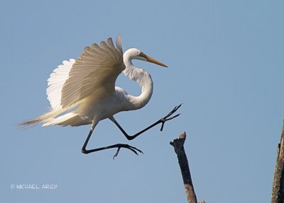 Great Egret