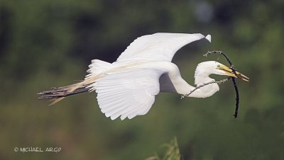Great Egret