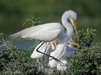 Great Egret