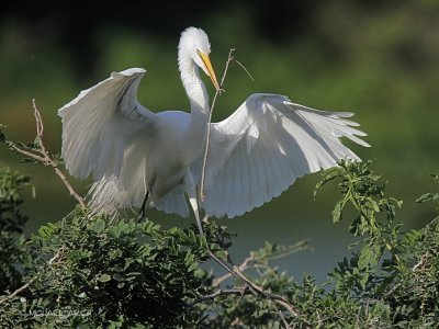 Great Egret