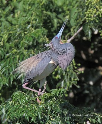 Tri-colored Heron