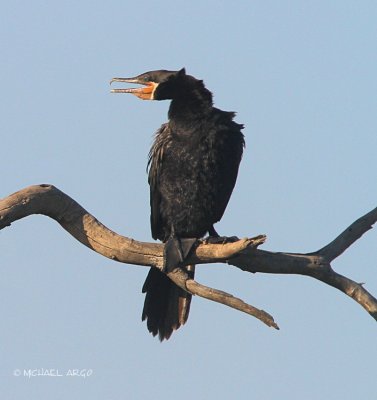 Neotropic Cormorant