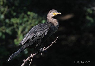 Neotropic Cormorant