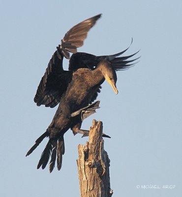Neotropic Cormorant