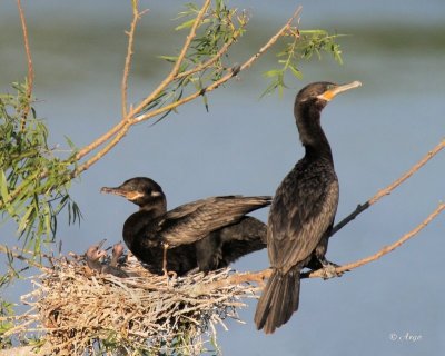Neotropic Cormorants