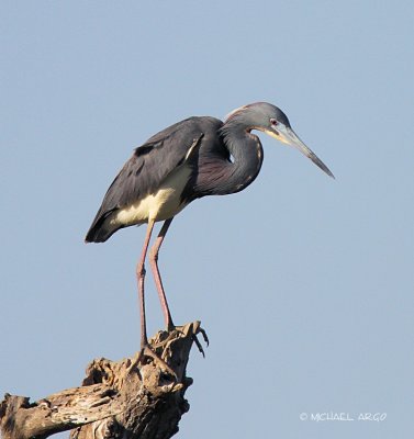 Tri-colored Heron