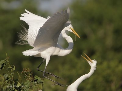 Great Egrets