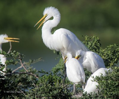 Great Egrets