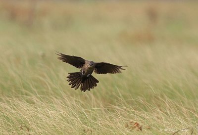 Great-tailed Grackle