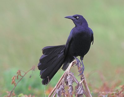 Great-tailed Grackle