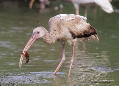 White Ibis