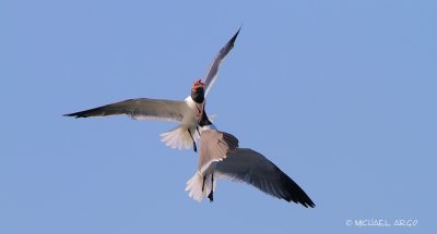 Laughing Gulls