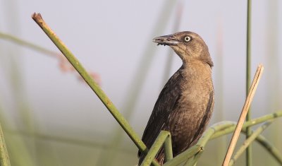 Great-tailed Grackle