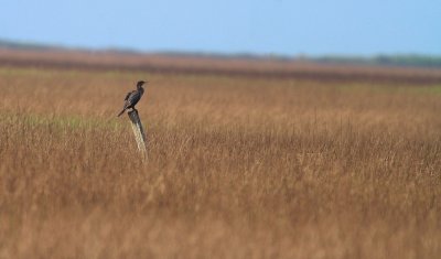 Neotropic Cormorant