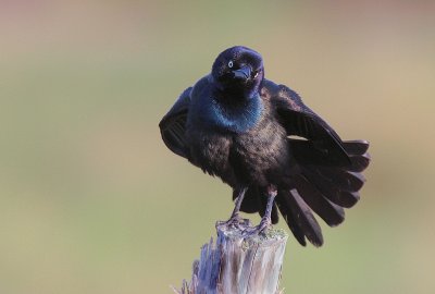 Common Grackle