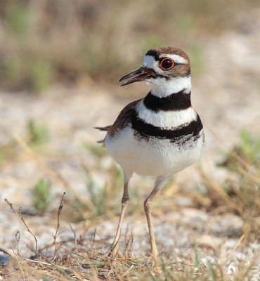 Killdeer